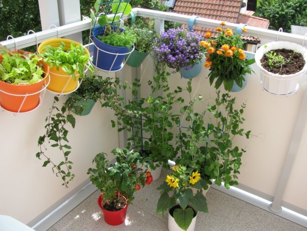 Balkonová zástěna mimo jiné také ochrání vaše květiny proti náporu větru.